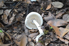 Agaricus