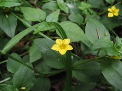 Lysimachia nemorum