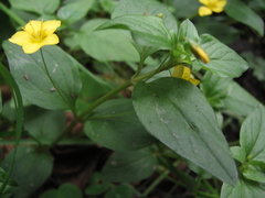 Lysimachia nemorum