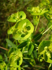 Euphorbia esula tommasiniana
