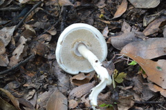 Agaricus