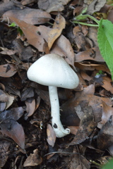 Agaricus