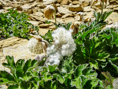 Eriocapitella rupicola