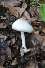 Agaricus