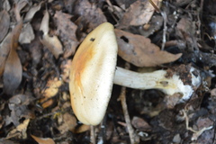 Cortinarius