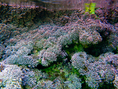 Ellisolandia elongata