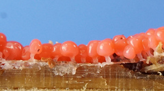Arcyria ferruginea