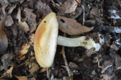 Cortinarius