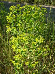 Euphorbia esula tommasiniana