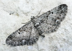 Eupithecia interruptofasciata