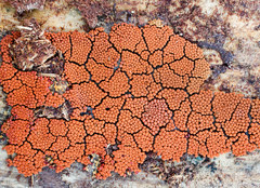 Arcyria ferruginea