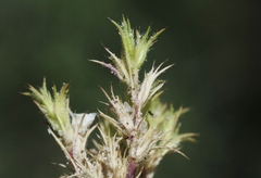 Loeflingia squarrosa