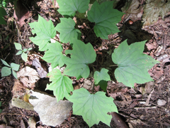 Ainsliaea acerifolia