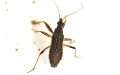 Himacerus major