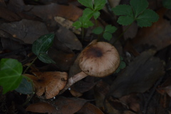 Cortinarius