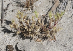 Loeflingia squarrosa
