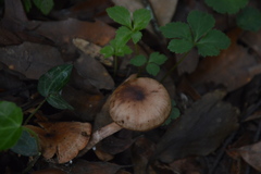 Cortinarius