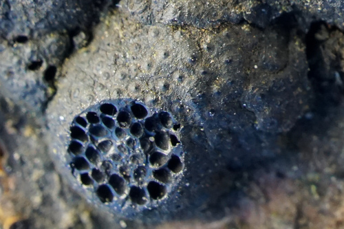 Annulohypoxylon annulatum (Schwein.) Y.M.Ju, J.D.Rogers & H.M.Hsieh