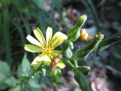 Lactuca triangulata
