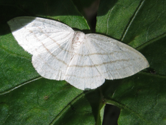 Ditrigona conflexaria