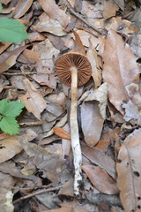 Cortinarius