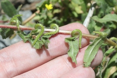 Camissoniopsis intermedia