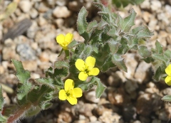 Camissoniopsis intermedia