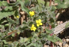 Camissoniopsis intermedia