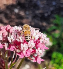 Apis mellifera