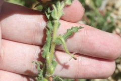 Camissoniopsis intermedia