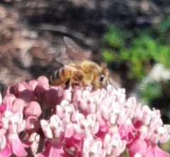 Apis mellifera