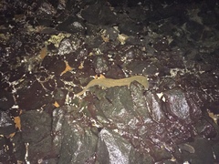 Gymnothorax castaneus