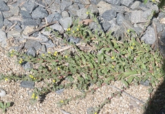 Camissoniopsis intermedia