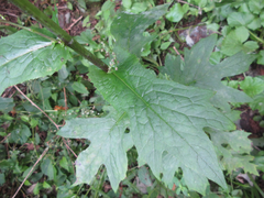 Lactuca triangulata