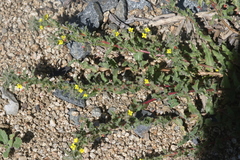 Camissoniopsis intermedia