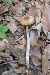 Cortinarius