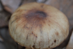 Cortinarius