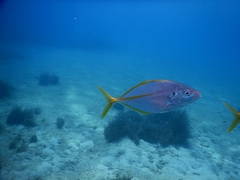 Pseudocaranx dentex
