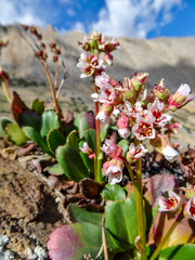 Bergenia stracheyi