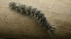 Acronicta megacephala