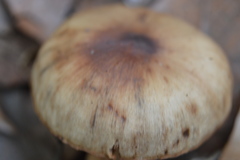 Cortinarius
