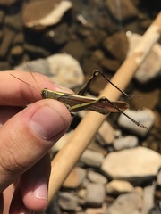 Schistocerca alutacea