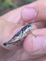 Melanoplus rusticus