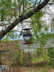 Baeolophus atricristatus