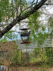 Baeolophus atricristatus