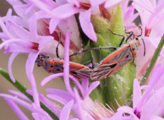 Melacoryphus nigrinervis