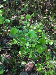 Sideroxylon obovatum