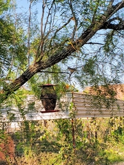 Baeolophus atricristatus