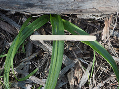 Thelymitra longifolia