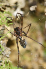 Nanocambridgea gracilipes